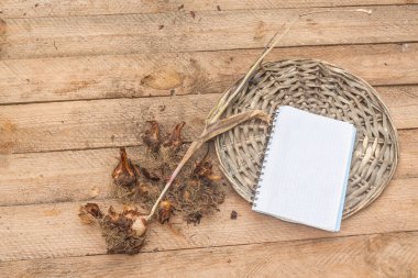 Masada bir not defterinin yanında büyüyen lale soğanları..