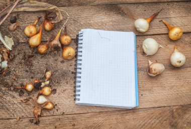 Masada bir not defterinin yanında büyüyen lale soğanları..