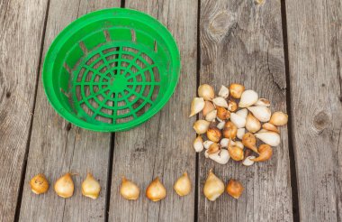 Lale ve sepet, ahşap arka planda ampul dikmek için.