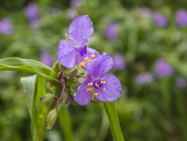 Virjinya örümceği (Tradescantia virginiana) yağmurdan sonra damlaları ile çiçek tarhı