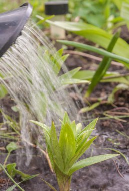 İlkbaharda sulama tenekesinden akan bir su deresinin altında zambak filizlenir.