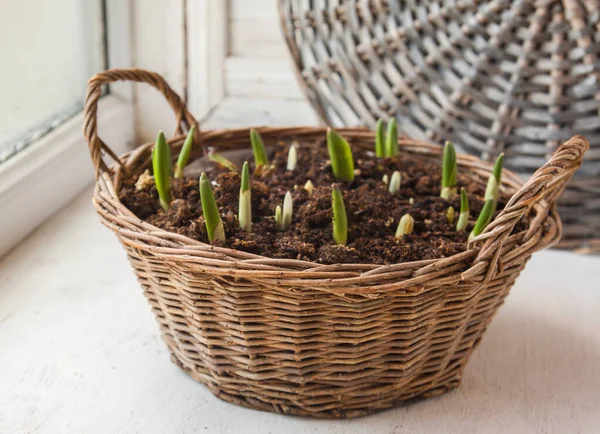 Sprout Tulipany Wiejskim Koszu Oknie — Zdjęcie stockowe