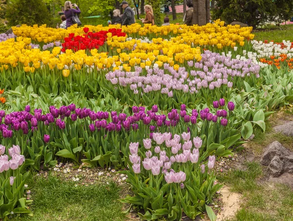 Kiev Ukraine Apr Från April Till Maj 2017 Spevoche Pole — Stockfoto