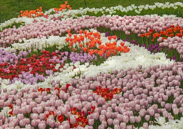 Lit Fleurs Tulipes Fleurs Dans Parc Kiev — Photo