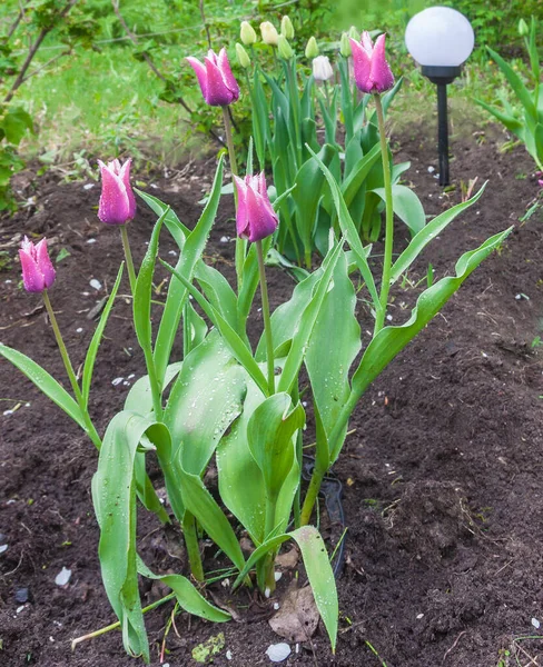 Zahradní Lampa Napájená Solární Energií Blízkosti Skupiny Lilyflower Tulipánů Claudia — Stock fotografie