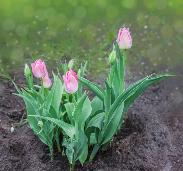 Kvetoucí Tulipány Viridiflora Odrůd Grónska Jaře Zahradě Rozmazaném Pozadí — Stock fotografie