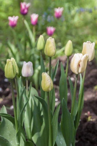 Skupina Kvetoucích Triumfálních Tulipánů Shirley Jarní Zahradě — Stock fotografie