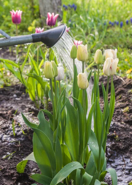 Riego Con Una Manguera Camas Tulipanes Florecientes Shirley — Foto de Stock