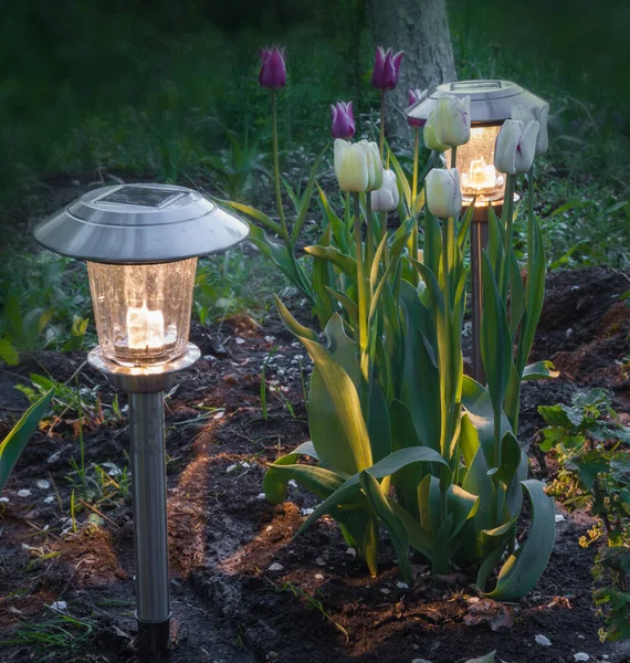 Garden lamp solar powered near a group of tulips \