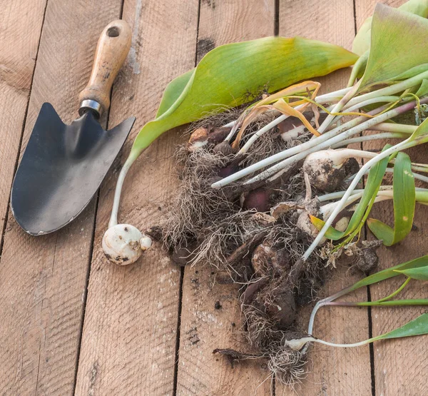 Excavado Tulipanes Después Del Final Vegetación Pala Jardín Una Mesa —  Fotos de Stock