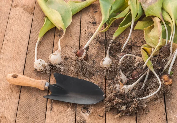 Excavado Tulipanes Después Del Final Vegetación Pala Jardín Una Mesa — Foto de Stock