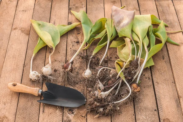 Excavado Tulipanes Después Del Final Vegetación Pala Jardín Una Mesa —  Fotos de Stock