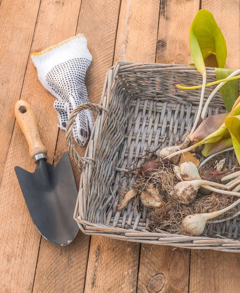 Excavado Tulipanes Después Del Final Vegetación Una Mesa Madera —  Fotos de Stock