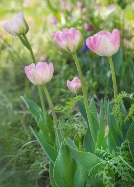 Kvetoucí Tulipány Dvojité Pozdní Odrůdy Upstar Jaře Zahradě Rozmazaném Pozadí — Stock fotografie