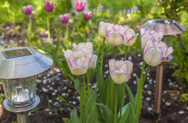 Garden lamp solar powered near a group of tulips 