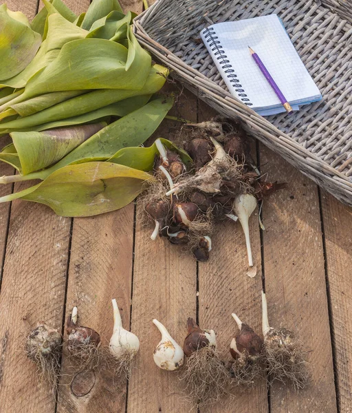 Sorting Dug Tulip Bulbs Size Sort Wooden Table — Stock Photo, Image