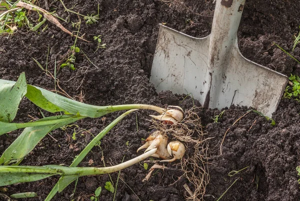 Excavando Bulbos Tulipanes Después Del Final Vegetación — Foto de Stock