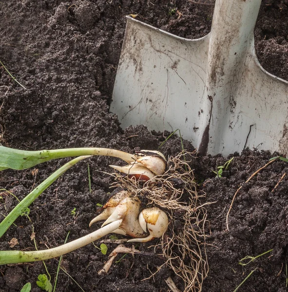 Digging Out Bulbs Tulips End Vegetation — Stock Photo, Image