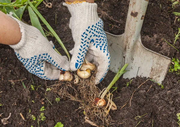Рука Садовника Выкапывает Тюльпаны Почвы — стоковое фото