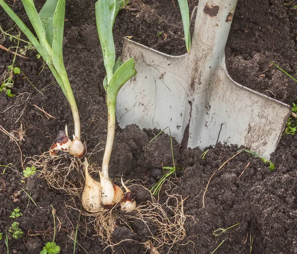 Digging Out Bulbs Tulips End Vegetation — Stock Photo, Image