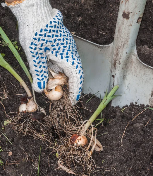 Woman Gardener Digs Summer Tulip Bulbs Ground Flowering — Stock Photo, Image