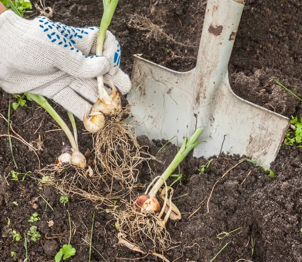 Die Hand Des Gärtners Gräbt Tulpen Aus Der Erde — Stockfoto