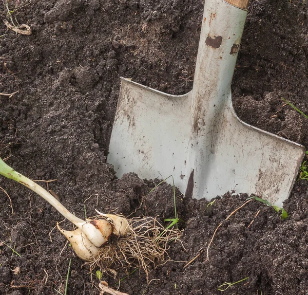 Digging Bulbs Tulips Flowering — Stock Photo, Image