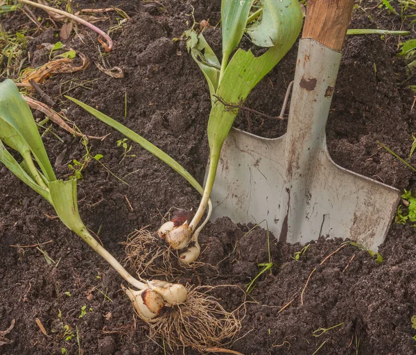 Digging Bulbs Tulips Ground Flowering — Stock Photo, Image