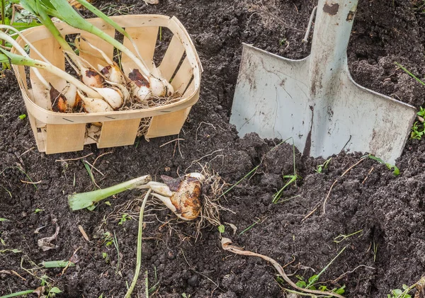 Wykopywanie Bulw Tulipanów Zakończeniu Roślinności — Zdjęcie stockowe