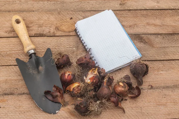 Notizbuch Gartenschaufel Und Tulpenzwiebeln Auf Dem Tisch — Stockfoto