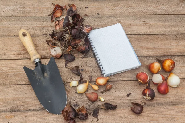 Notizblock Für Notizen Gartenschaufel Und Tulpenzwiebeln Auf Dem Tisch — Stockfoto