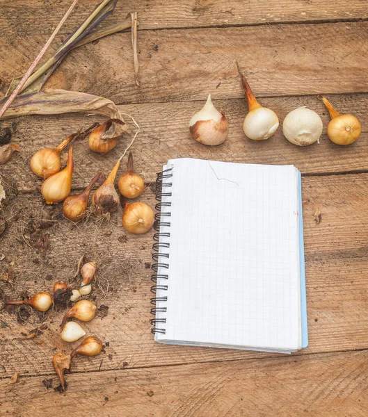 Bollen Tulpen Het Groeien Tafel Naast Een Notitieblok — Stockfoto