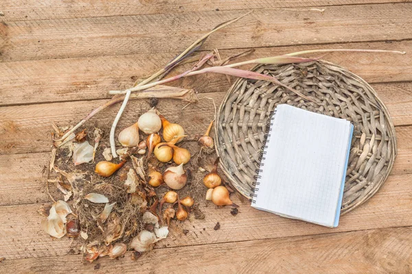 Tulpenzwiebeln Nach Dem Wachsen Auf Dem Tisch Neben Einem Notizblock — Stockfoto