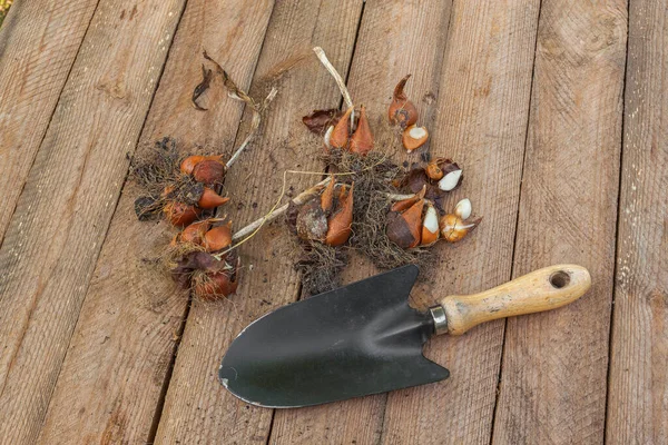 Tulpenbollen Naast Een Schop Een Houten Tafel — Stockfoto