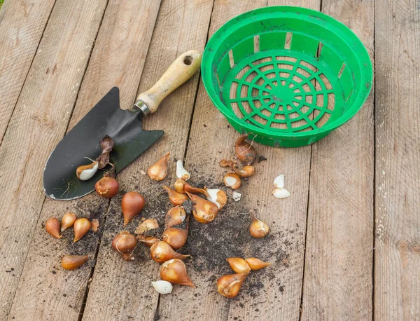 Tulip Basket Planting Bulbs Wooden Background — Stock Photo, Image