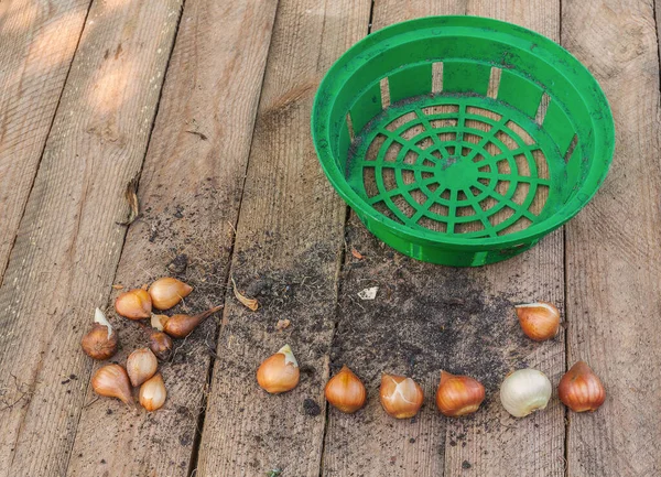 Tulpe Und Korb Zum Pflanzen Von Zwiebeln Auf Einem Hölzernen — Stockfoto