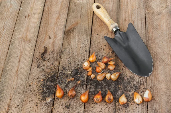 Garden Shovel Tulip Bulbs Wooden Table — Stock Photo, Image