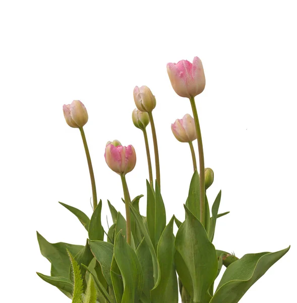 Blooming Grupo Tarde Duplo Tulipas Upstar Fundo Branco Isolado — Fotografia de Stock