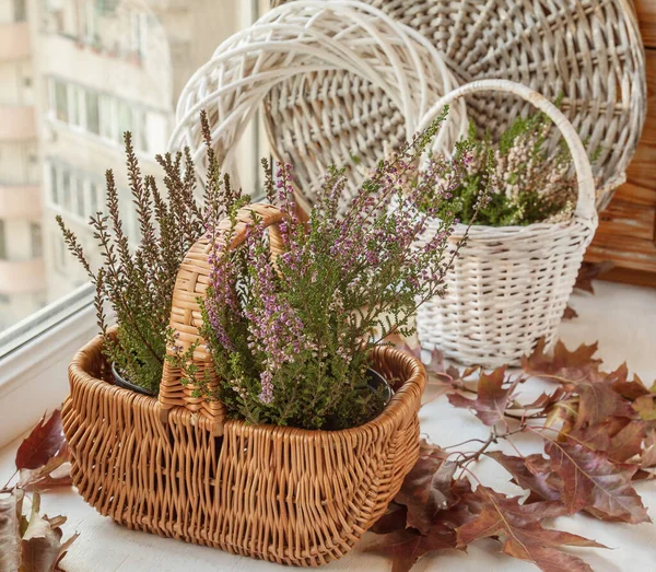 Heather Basket Oak Leaves — Stock Photo, Image