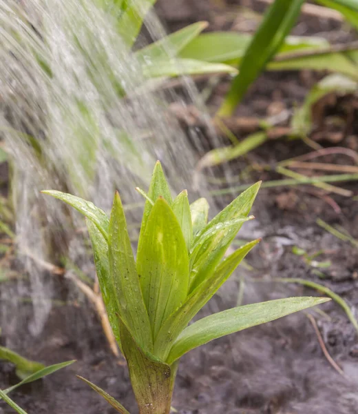 Sprout Lily Spring Stream Water Watering Can — Stock Photo, Image