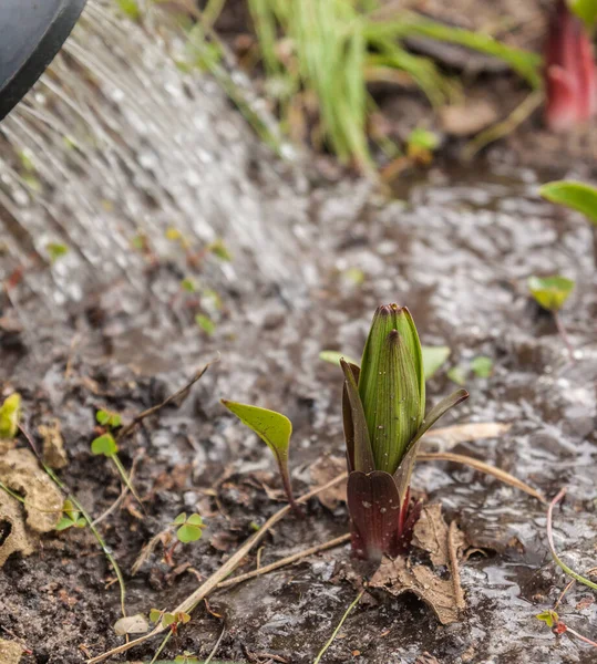 Brote Lirio Bajo Una Corriente Agua Una Regadera — Foto de Stock