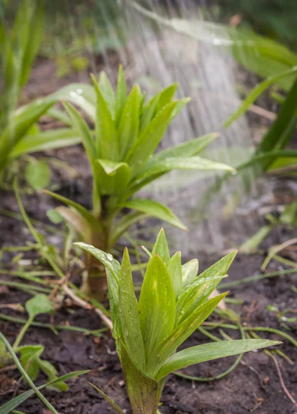 Brote Lirio Primavera Bajo Una Corriente Agua Una Regadera — Foto de Stock