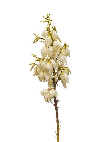 Bloeiende Yucca Yucca Filamentosa Witte Achtergrond Geïsoleerd — Stockfoto