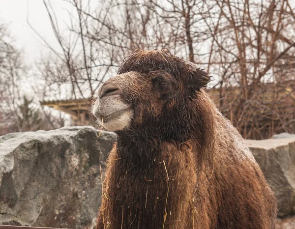 Bactrian camel in an open cage at the zoo in winter