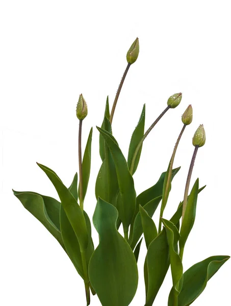 Group of tulips with buds with drops of dew on a flower bed on a white background isolated — Stock Image Group Tulips Buds Drops Dew Flower Bed White Background Isolated Royalty Free Stock Images