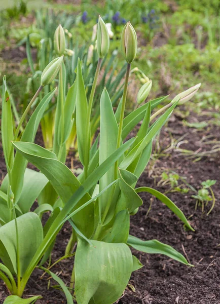 Group of tulips with buds on a flower bed on a blur background — Stock Image Group Tulips Buds Flower Bed Blur Background Royalty Free Stock Photos