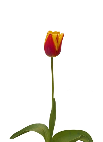 Triumph tulip sort "Kees Nelis" on a bed on a white background isolated — Stock Image Triumph Tulip Sort Kees Nelis Bed White Background Isolated Stock Picture