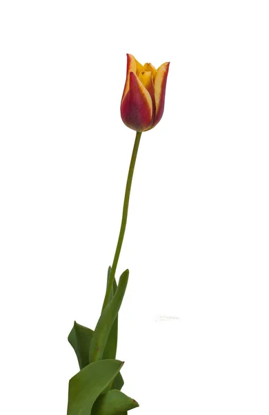 Triumph tulip sort "Kees Nelis" on a bed on a white background isolated — Stock Image Triumph Tulip Sort Kees Nelis Bed White Background Isolated Stock Image