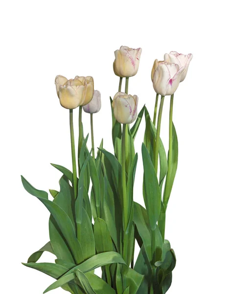 Group of Triumph tulips "Shirley" on a bed on a white background isolated. — Stock Image Group Triumph Tulips Shirley Bed White Background Isolated Royalty Free Stock Photos