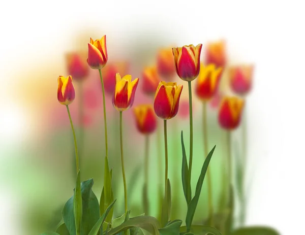 Grup Triumph tulip sort "Kees Nelis" on a bed on a blur background — Stock Image Grup Triumph Tulip Sort Kees Nelis Bed Blur Background Royalty Free Stock Images